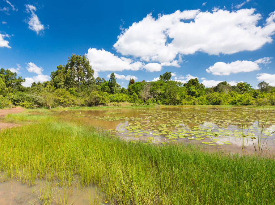 wetland